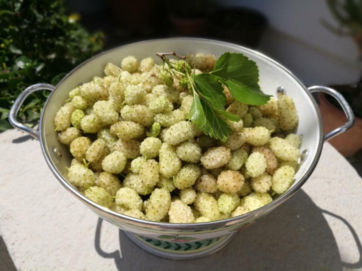 Masseria Borgo Del Gallo Tricase Eksteriør bilde